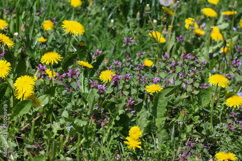 Fototapeta premium field of yellow flowers