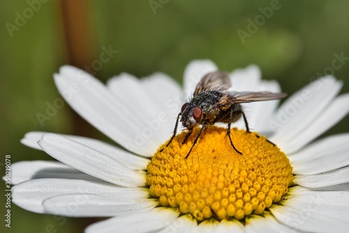 Blowfly on a marguerite blossom