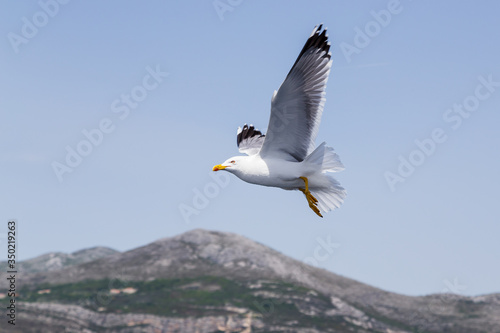 Seagull flying beside a boat