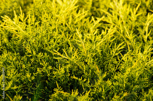 Branch of yellow juniper (Juniperus media 'Gold Lace') in springtime. Yellow evergreen shrub for garden design.