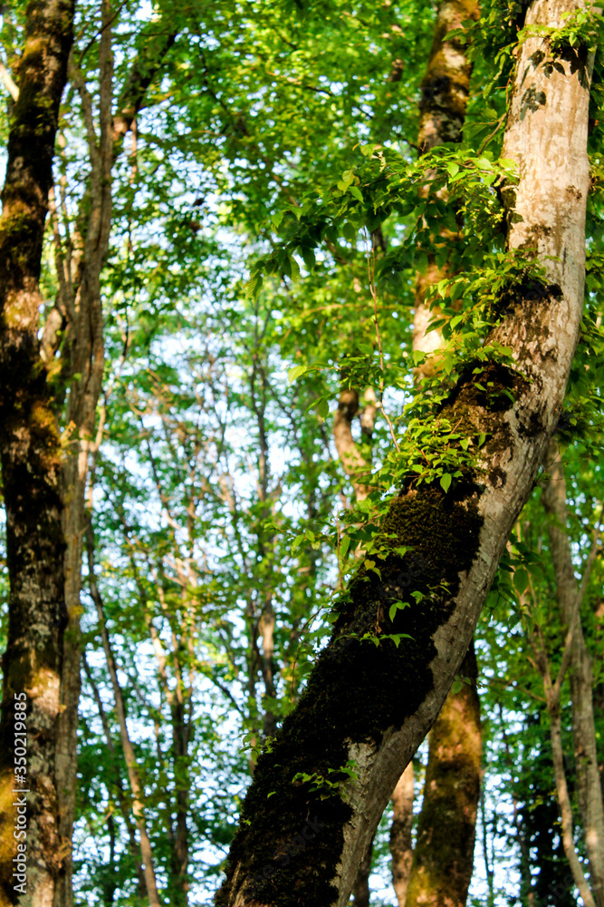 Fototapeta premium Wild green forest in the summer. Tall trees with moss and thick leaves, a log lies, wild earthen paths, a mysterious, calm and quiet place for walking and traveling