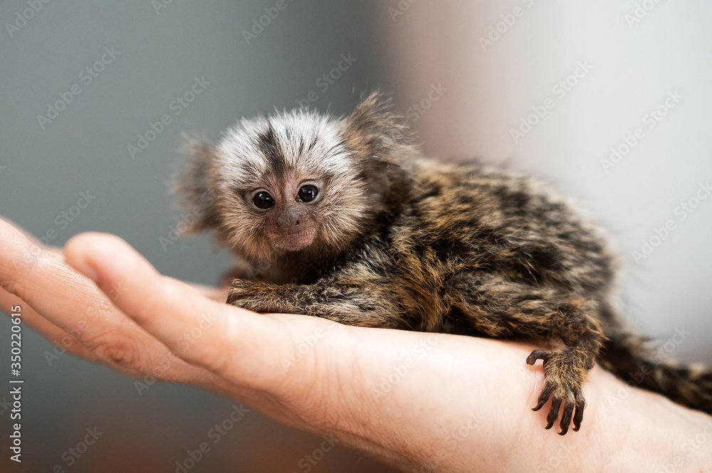 funny little newborn marmoset monkey sitting on a man hand