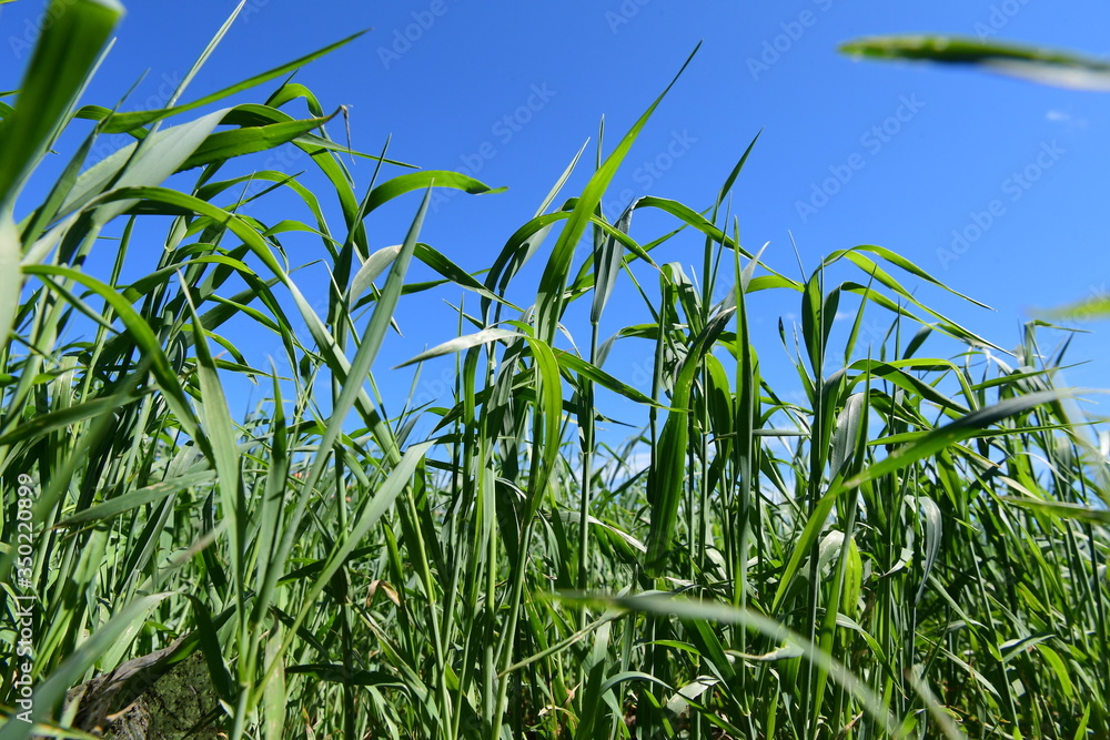 corn field against blue sky corn field against blue sky