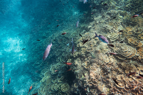 School of fish and coral reef in tropical sea