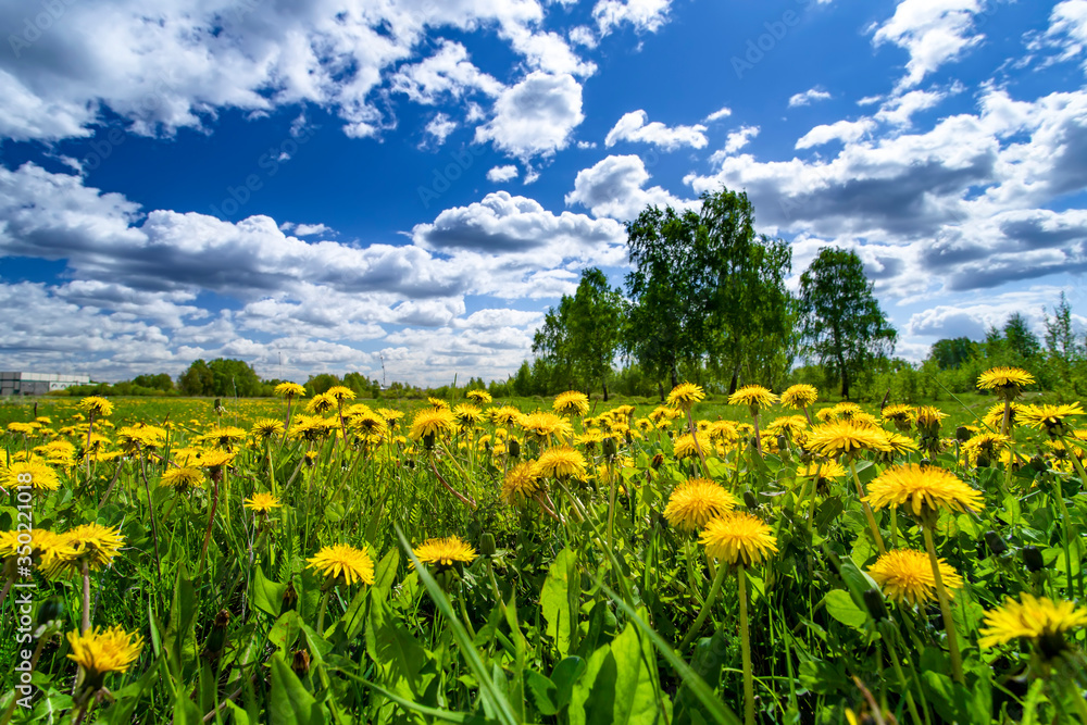 Yellow dandelions hill under blue cloudy sky in the spring time.