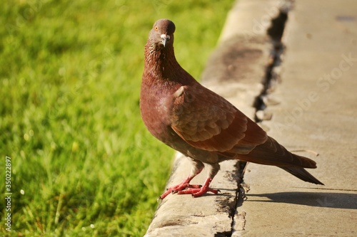 Close up of brown pigeon