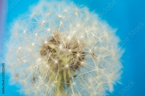 White dandelion with head in view of umbrella with seeds on blue background