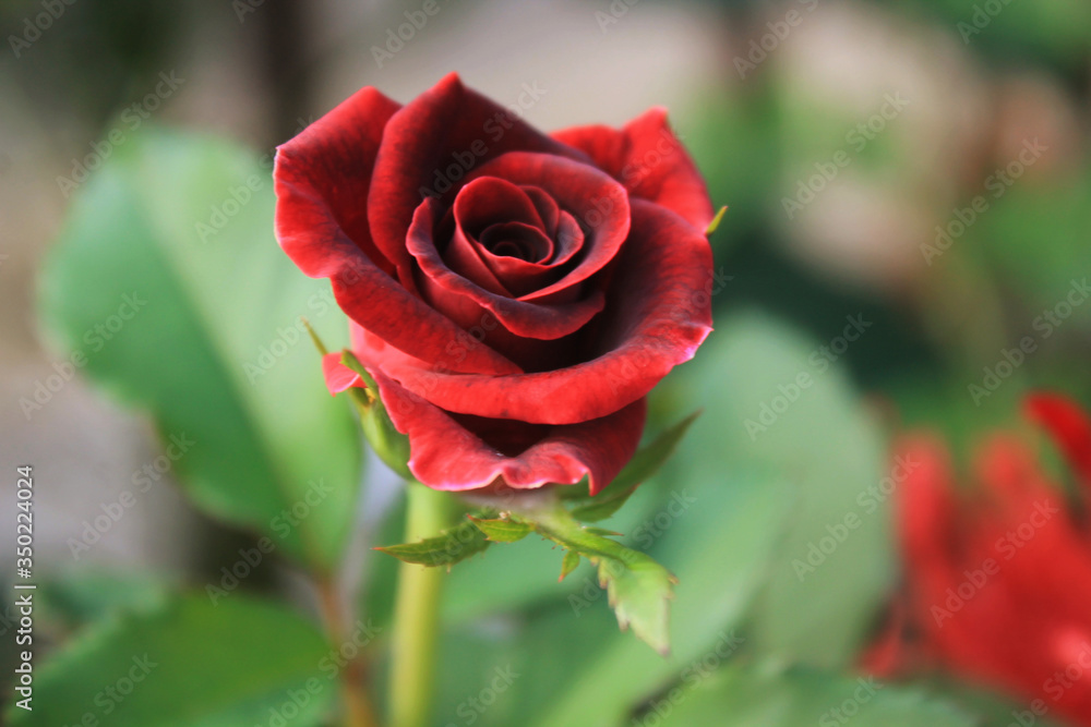 red rose in garden red rose in garden