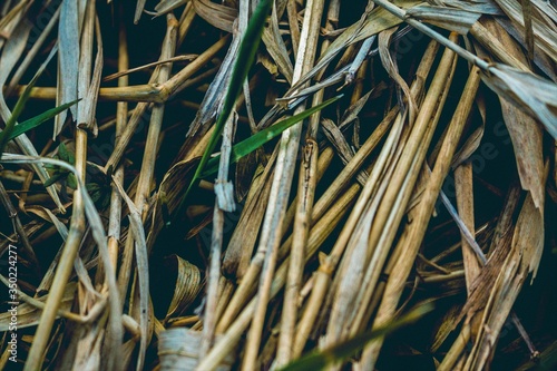 reeds in the wind