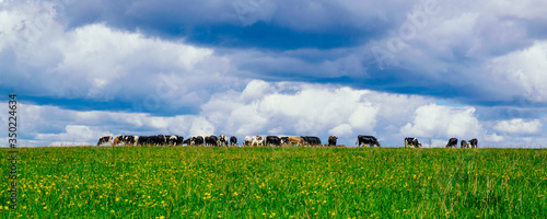 A herd of cows in a flowery meadow in the countryside