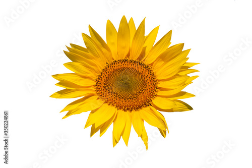 Beautiful yellow sunflower flower. © kuzina1964