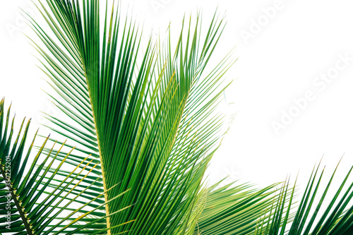 frame of palm trees - floral background photo