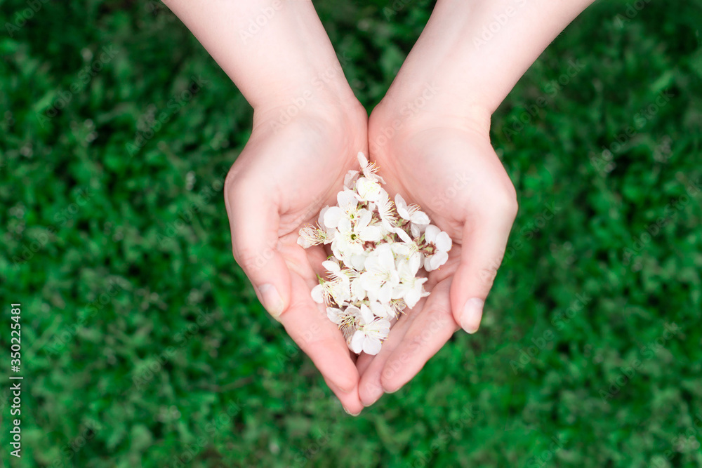 two hands put together holding in palms cherry flower petals close up on blurred green grass background. Love, care tenderness concept two hands put together holding in palms cherry flower petals close up on blurred green grass background. Love, care tenderness concept