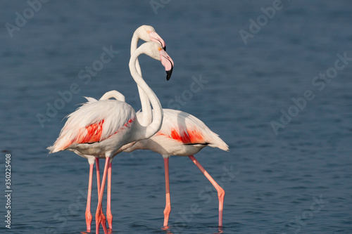 Greater Flamingo walks in water (Phoenicopterus roseus)