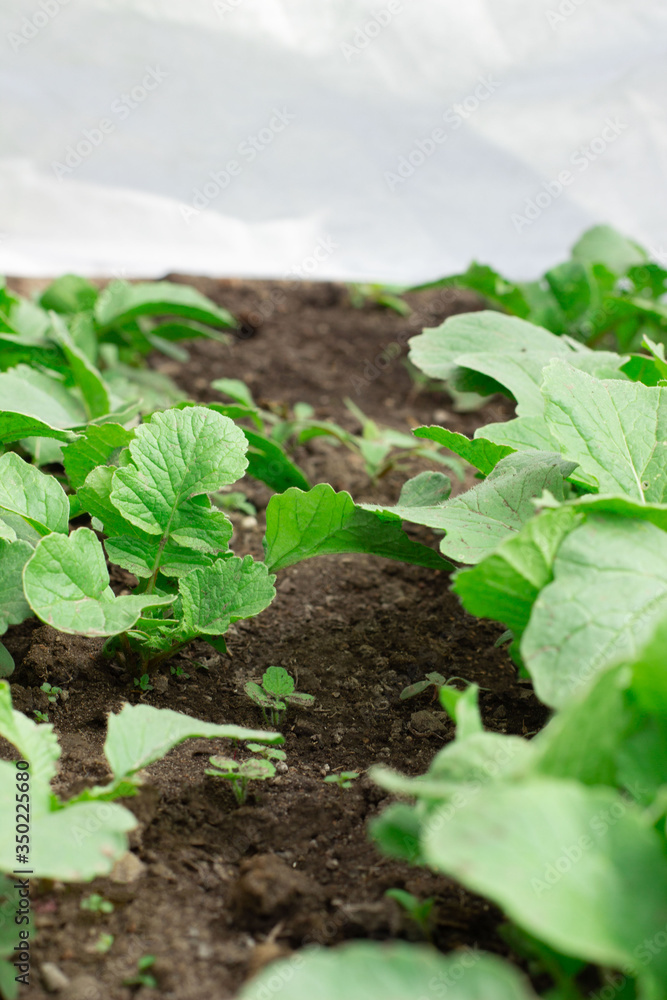Home growing bio vegetables in greenhouse in your garden. Fresh green lettuce, radish growing in soil in hotbed. Farming Home growing bio vegetables in greenhouse in your garden. Fresh green lettuce, radish growing in soil in hotbed. Farming