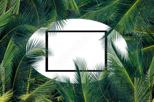 frame of palm trees background photo