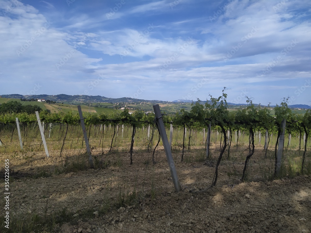 Vite Sangiovese Vite Sangiovese