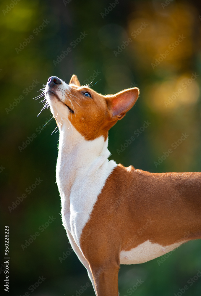 Cute basenji dog in contour light