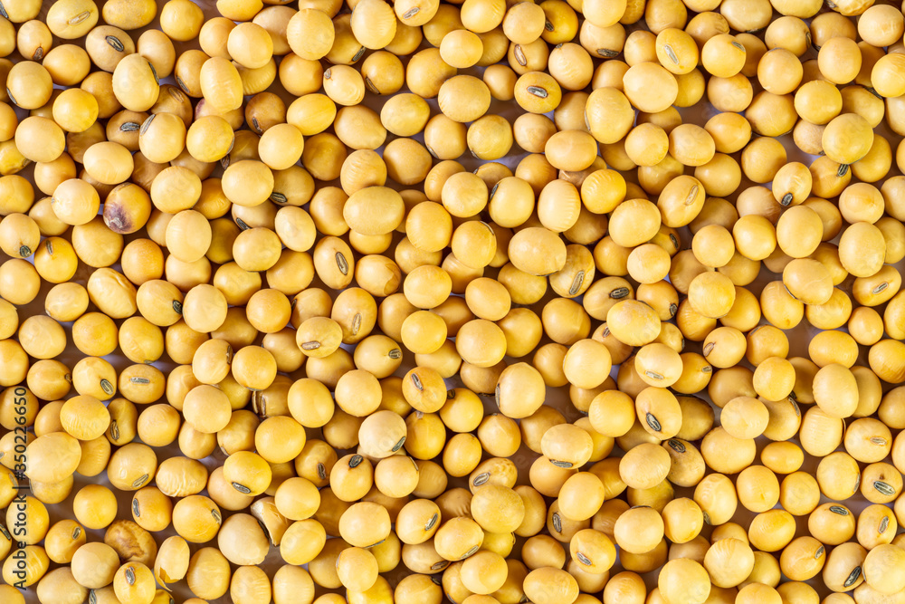 Top view of pile soy beans on the table. Soybean is a kind of legume native to east asia. Top view of pile soy beans on the table. Soybean is a kind of legume native to east asia.