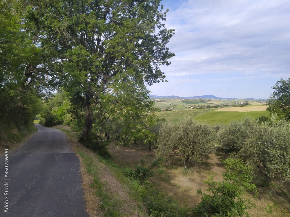Ulivi Ulivi