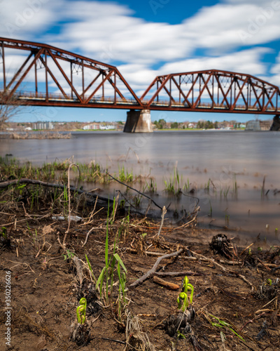 The fiddleheads (mahsus) are wee along this photogenic stretch of the Wolastoq (St John) River in Fredericton. photo