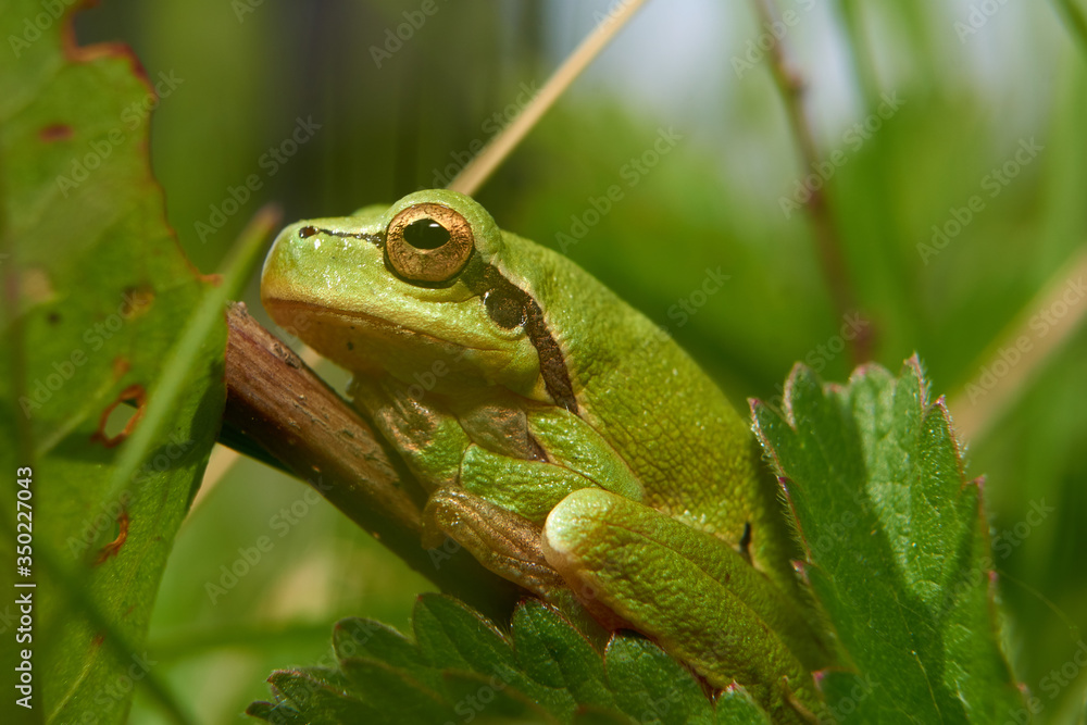 frog on the grass frog on the grass