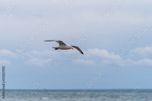 Seagull in flight with cloudy blu sky and ocean in background in Malmo, Sweden.