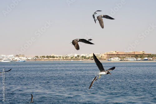 Obraz na płótnie
Bird White-eyed gull in flight w salonie