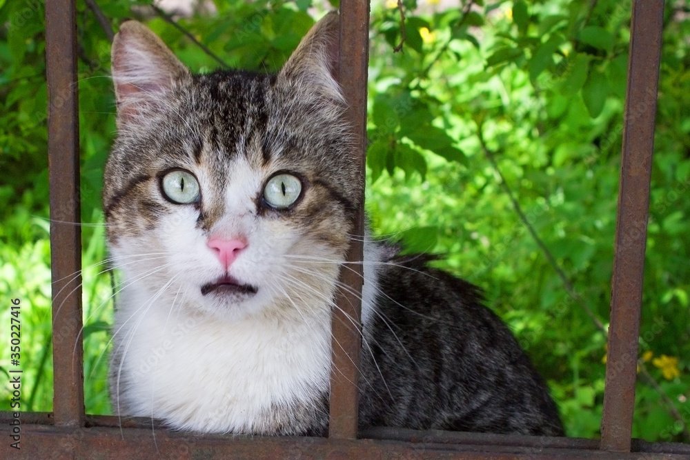 Scared, funny surprised cat face staring with widely opened eyes and mouth through metal fence; animal protection concept
