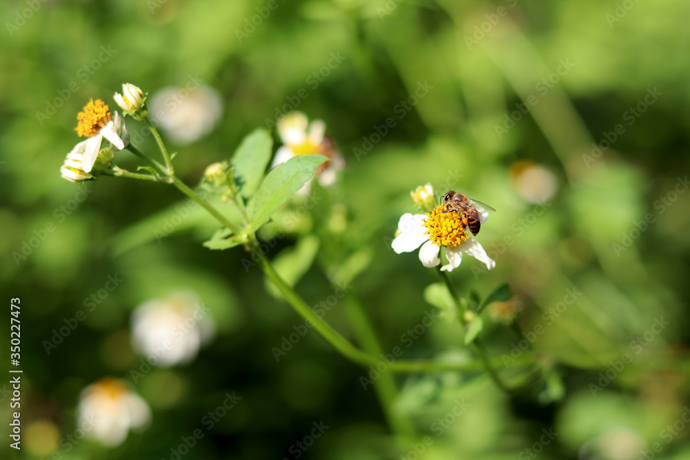 Bidens Pilosa is a white flower with yellow stamens, sucking bee pollen as a medicinal plant. Bidens Pilosa is a white flower with yellow stamens, sucking bee pollen as a medicinal plant.