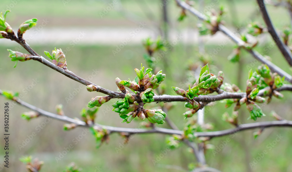 Young leaves and buds of apple tree in the garden Young leaves and buds of apple tree in the garden
