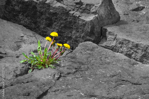 Strong Dandelion flowers growing through big grey stones. Strength, Struggle, power, overcoming challenges concept