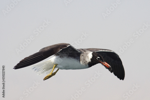Obraz na płótnie
Bird White-eyed gull in flight w salonie