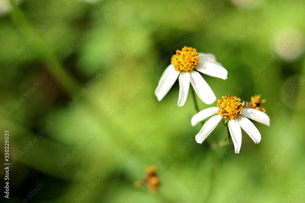 Bidens Pilosa is a white flower with yellow stamens, sucking bee pollen as a medicinal plant. Bidens Pilosa is a white flower with yellow stamens, sucking bee pollen as a medicinal plant.