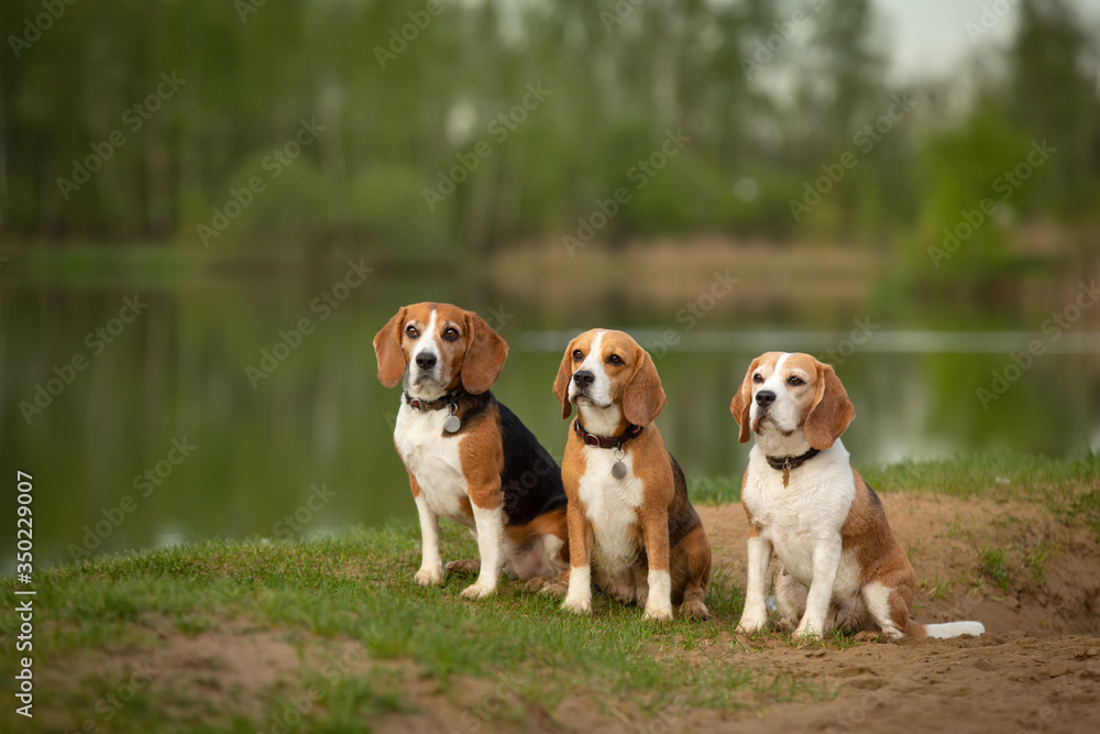 group of three beagle dogs sitting on the shore of forst lake outdor in summer landscape group of three beagle dogs sitting on the shore of forst lake outdor in summer landscape
