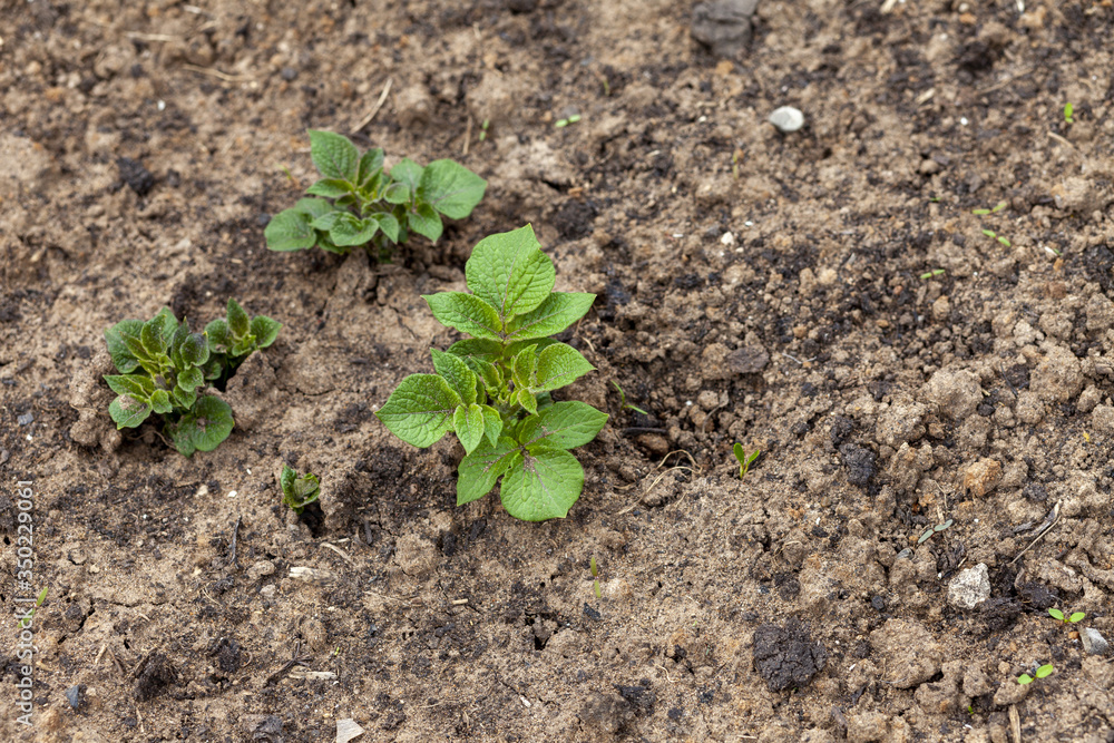 Potato. green potato sprout in a farmer's field Potato. green potato sprout in a farmer's field
