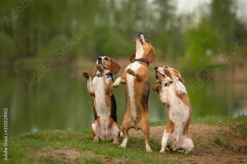 dancing dogs three beagle doing dog tricks 