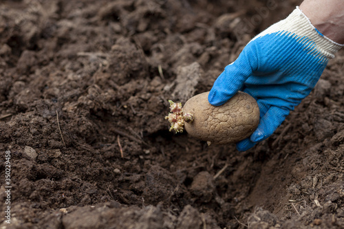 a gloved hand puts potato seeds in the ground