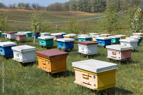A row of bee hives in a private apiary in the garden. Honey industry. © Mountains Hunter