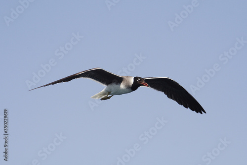 Obraz na płótnie
Bird White-eyed gull in flight w salonie