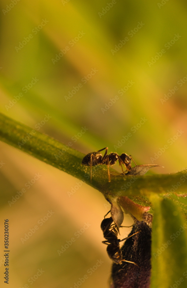 Two ants on a stalk Two ants on a stalk