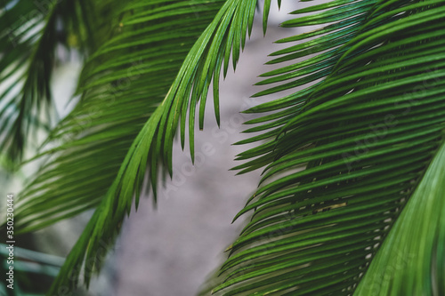 Background with palm leaves. Selective focus.