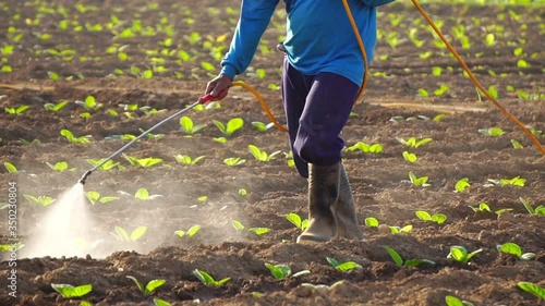 Asian farmer working in the field and spraying chemical or fertilizer to young tobacco tree in sunset time