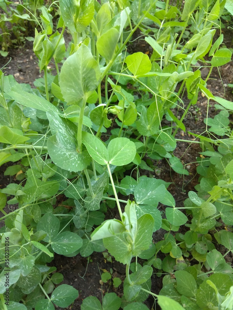 Peas vegetables growing in the garden Peas vegetables growing in the garden