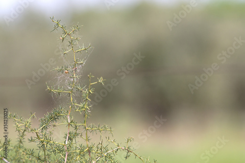 Sprout of asparagus plant (Asparagus acutifolius) on a blurred green background with free space
