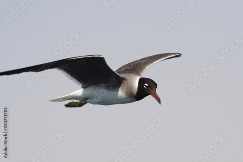  Bird White-eyed gull in flight