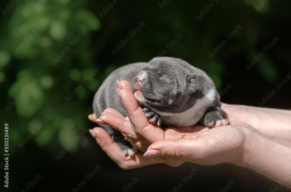 american staffordshire terrier dog cute puppies lovely photos of newborn dogs

