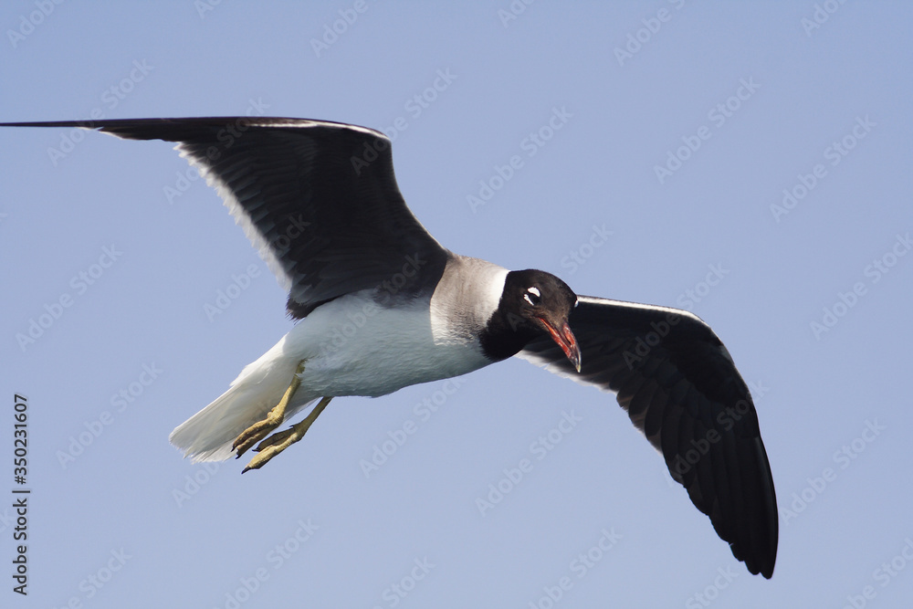 Bird White-eyed gull in flight
