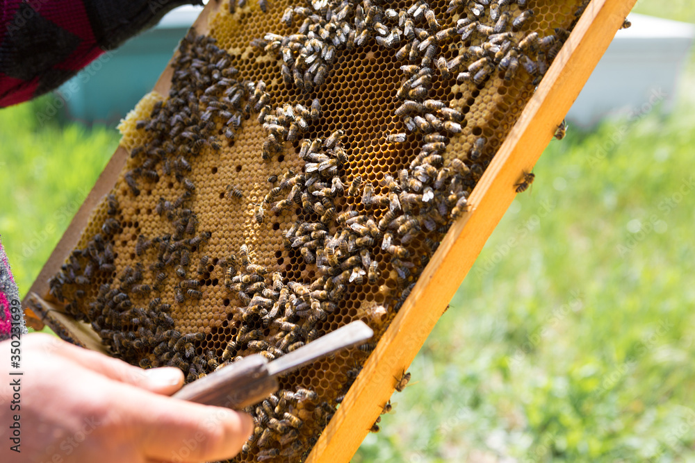 A farmer on a bee apiary holds frames with wax honeycombs. Planned preparation for the collection of honey. A farmer on a bee apiary holds frames with wax honeycombs. Planned preparation for the collection of honey.