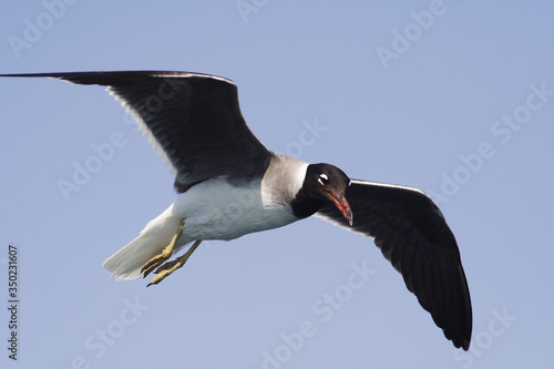 Obraz na płótnie
Bird White-eyed gull in flight w salonie